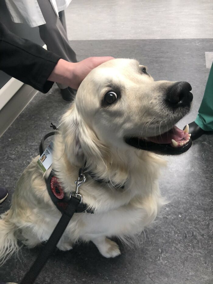 Revealing the secret when the hospital hires dogs as staff