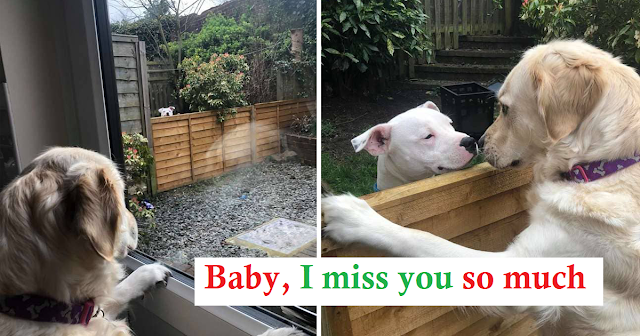 The dog hides from the owner to meet his mate every day and then returns home